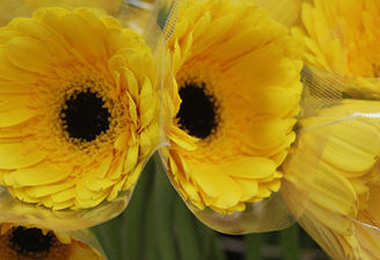 Floricultura, cultivando belleza y ganancias