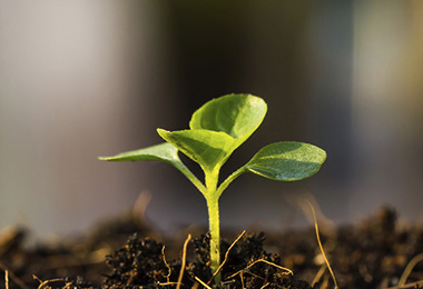 Pautas vanguardistas con el manejo biorracional