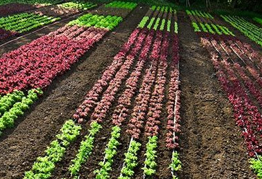 10 productos naturales para hacer tu operación más sustentable