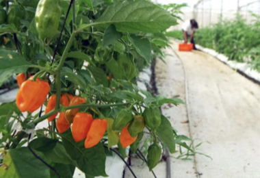 Exigen consejo regulador productores de chile habanero