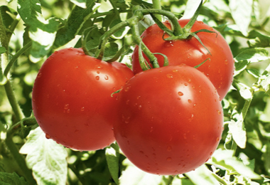 México podrá ser potencia exportadora de jitomate