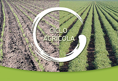 El ciclo agrícola, ¿cuándo se siembra y cuándo se cosecha?