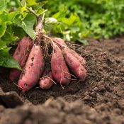 Los coadyuvantes mejoran la productividad de los agricultores.