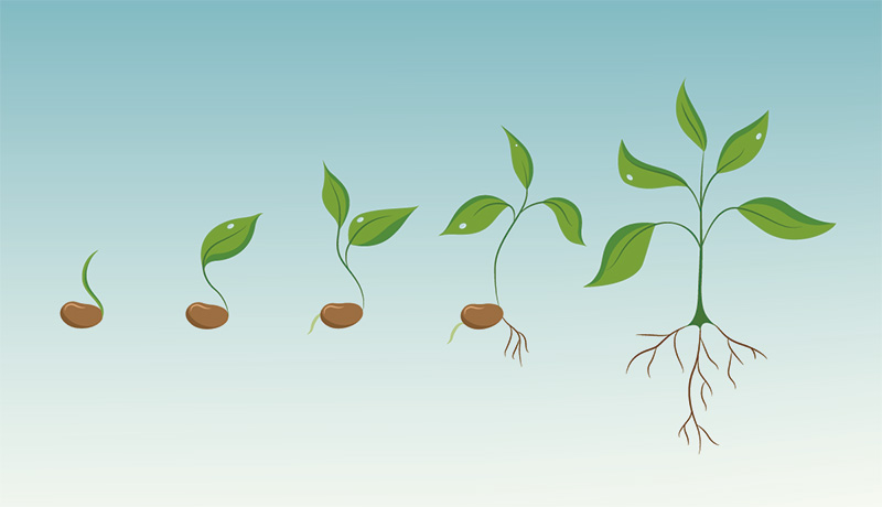 Coadyuvantes verdes ecológicamente amigables.