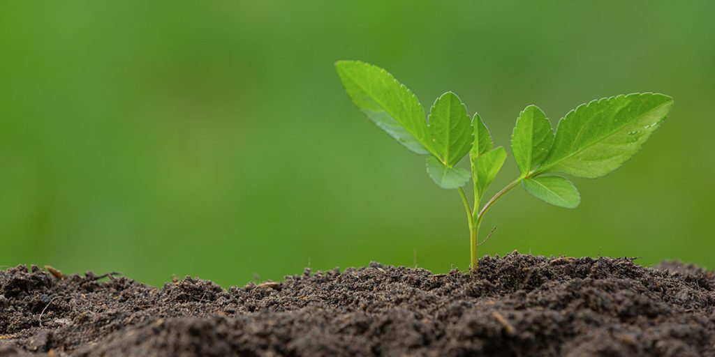 DIFERENCIAS CLAVE ENTRE ÁCIDOS HÚMICOS  Y ÁCIDOS FÚLVICOS