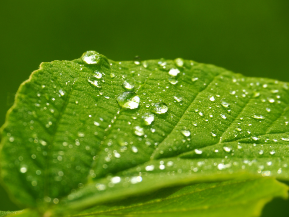 Coadyuvantes agrícolas: una herramienta clave para mejorar la eficiencia en las aplicaciones foliares.