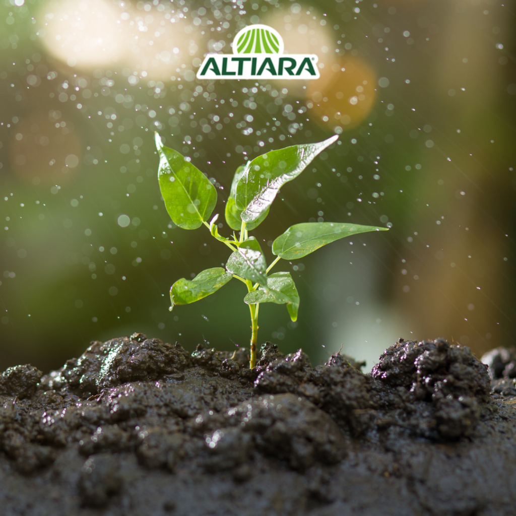 Innovación en Bioestimulantes: Mitigación del Estrés Abiótico con Aminoácidos.