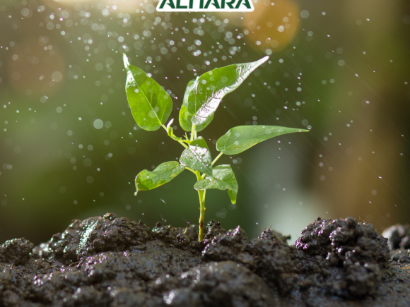 Innovación en Bioestimulantes: Mitigación del Estrés Abiótico con Aminoácidos.