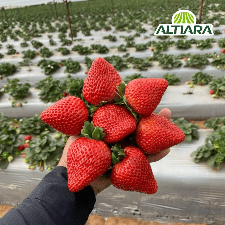 01-cultivos-altiara