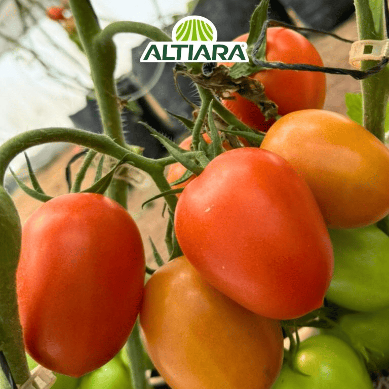 02-cultivos-altiara