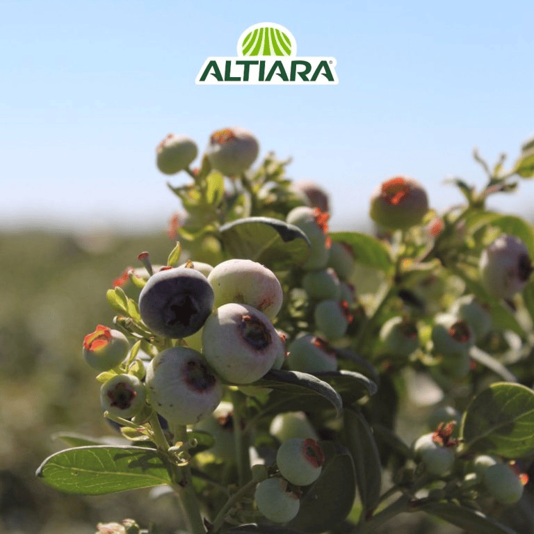 03-cultivos-altiara